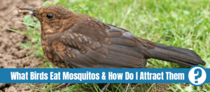 Thrush chick eating mosquito with text: attracting mosquito eating birds