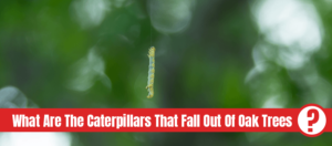 Worm with text: What are the caterpillars that fall out of oak trees?