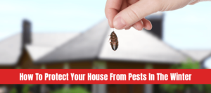 Woman holding dead cockroach and blurred view of modern house on background with text: how to protect your house from pests in the winter
