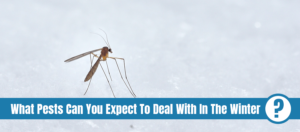 Brown winged insect on snow